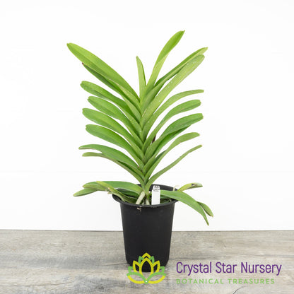 Vanda coerulea hybrid 'Blue' (PRB322 x PRB320)