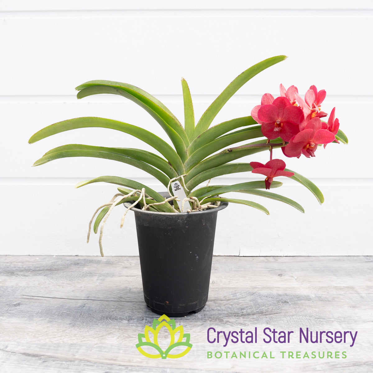 Vanda Dr. Anek x Wilas