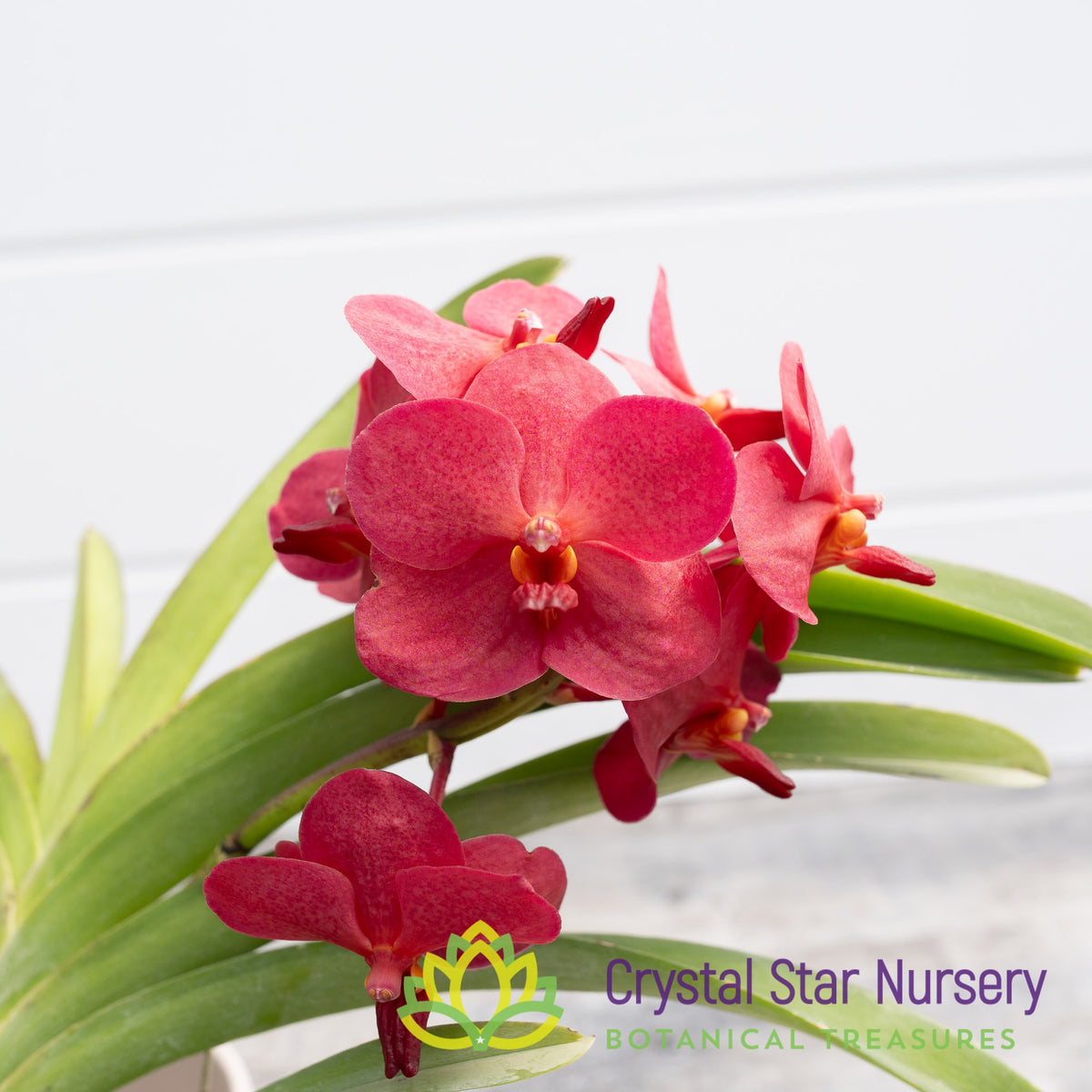 Vanda Dr. Anek x Wilas