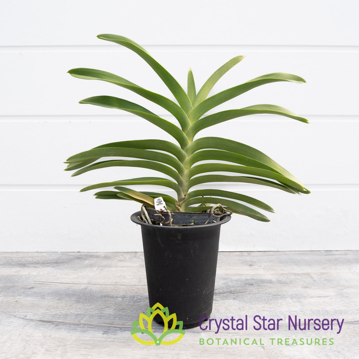 Vanda Hongsilp
