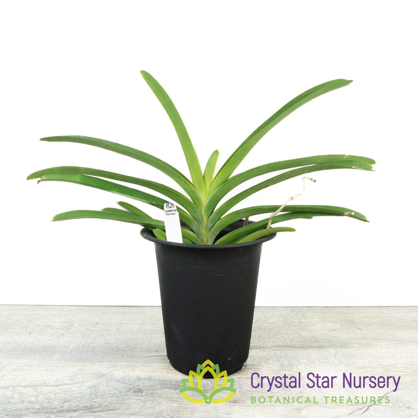 Vanda Kulwadee Fragrance x Jimmy Miller