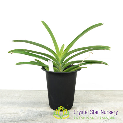 Vanda Kulwadee Fragrance x Jimmy Miller