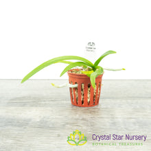 Vanda Kung 1 x Wichot (Kung56)