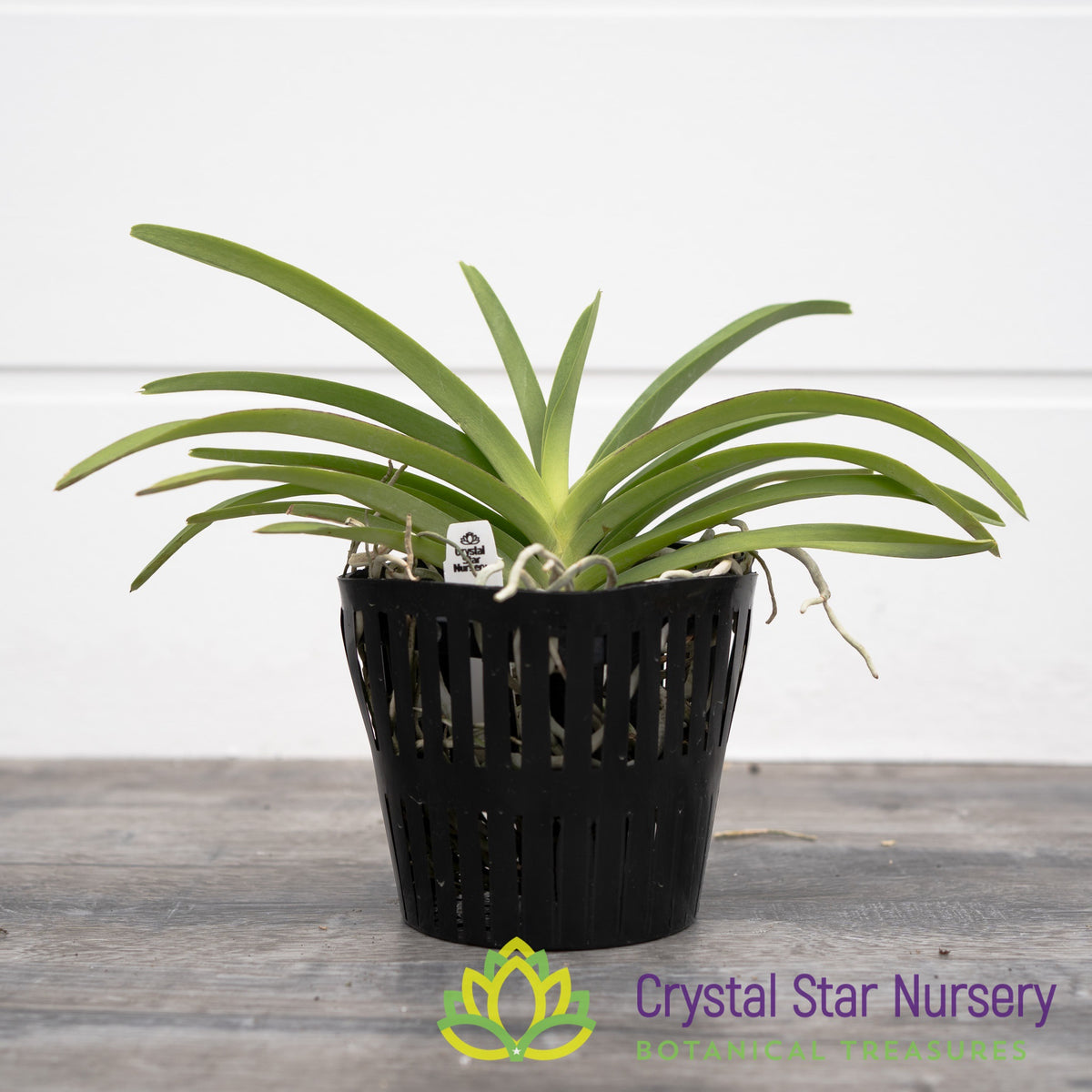 Vanda (Merrillii x Tessellata) x Mimi Palmer (1)