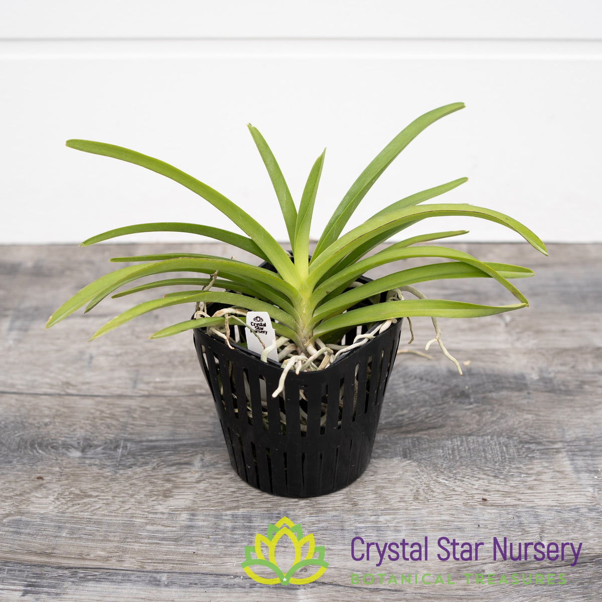 Vanda (Merrillii x Tessellata) x Mimi Palmer (1)