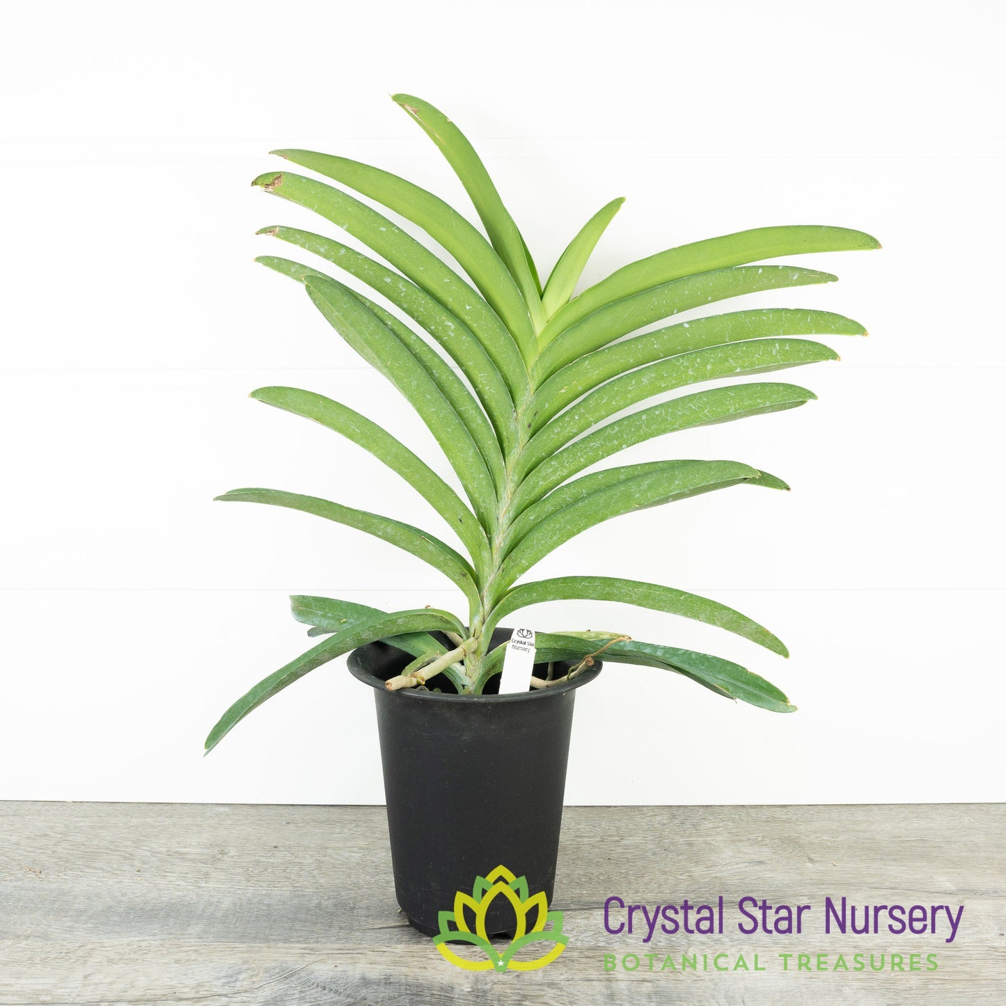 Vanda Pachara Blue (Pach)