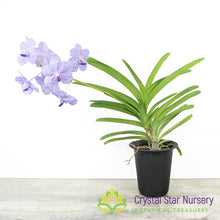 Vanda Rothschildiana 'Blue' (Roth Sag)
