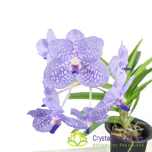 Vanda Rothschildiana 'Blue' (Roth Sag)