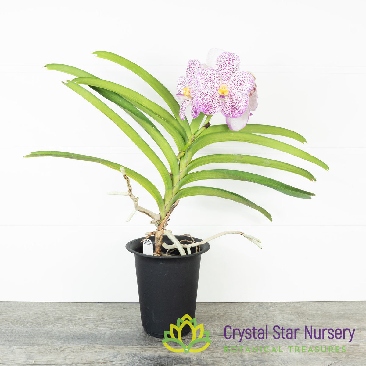 Vanda Tubtim Velvet x Nongkham