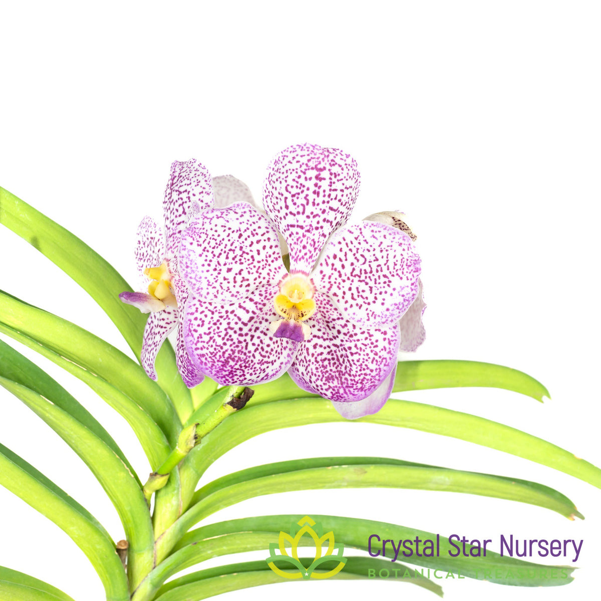 Vanda Tubtim Velvet x Nongkham