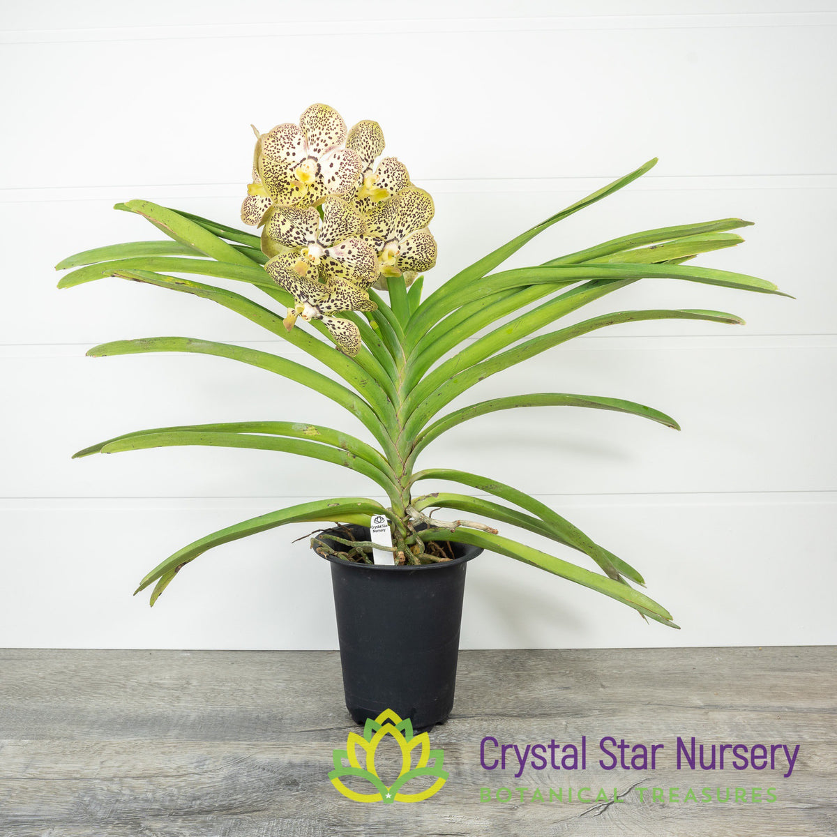 Vanda Varut Leopard x Kulwadee Fragrance