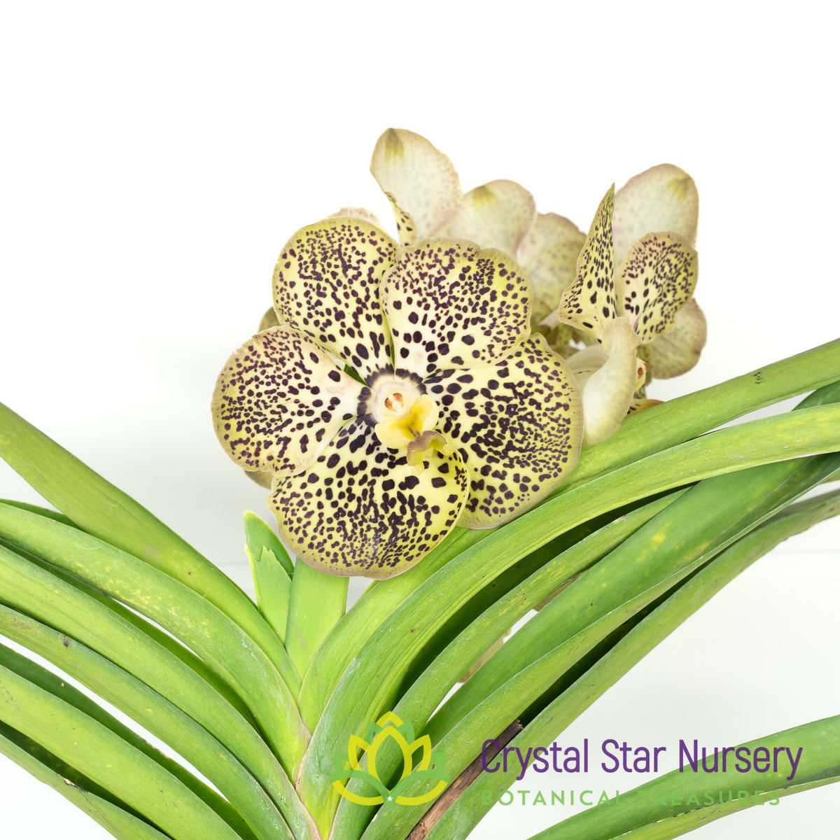 Vanda Varut Leopard x Kulwadee Fragrance