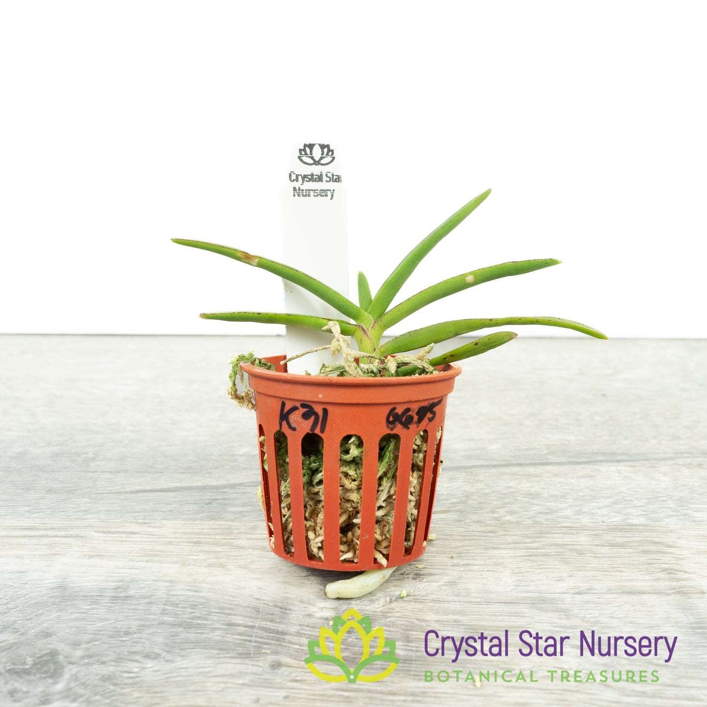 Vanda (Wai Ron x Liovillei-Miniatum) X Ren Monachica (Kung 31)