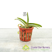 Vanda (Wai Ron x Liovillei-Miniatum) x Aerides Quinquevulnera (Kung 19)