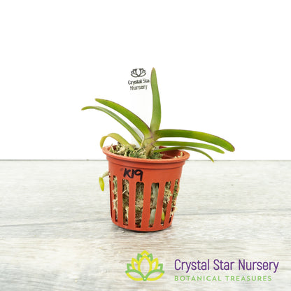 Vanda (Wai Ron x Liovillei-Miniatum) x Aerides Quinquevulnera (Kung 19)