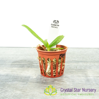 Vanda (Wai Ron x coerulea) X Wichot (Kung59)
