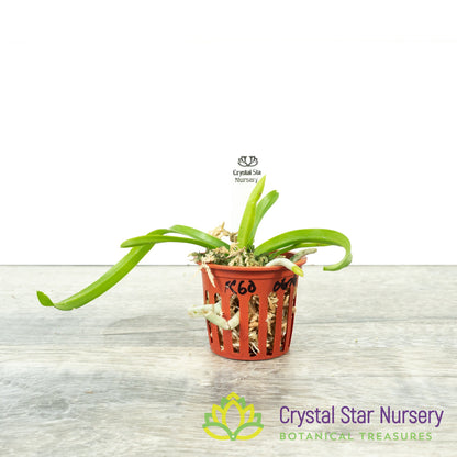 Vanda (Wai Ron x coerulea) x (vietnamica x coerulea) (Kung60)
