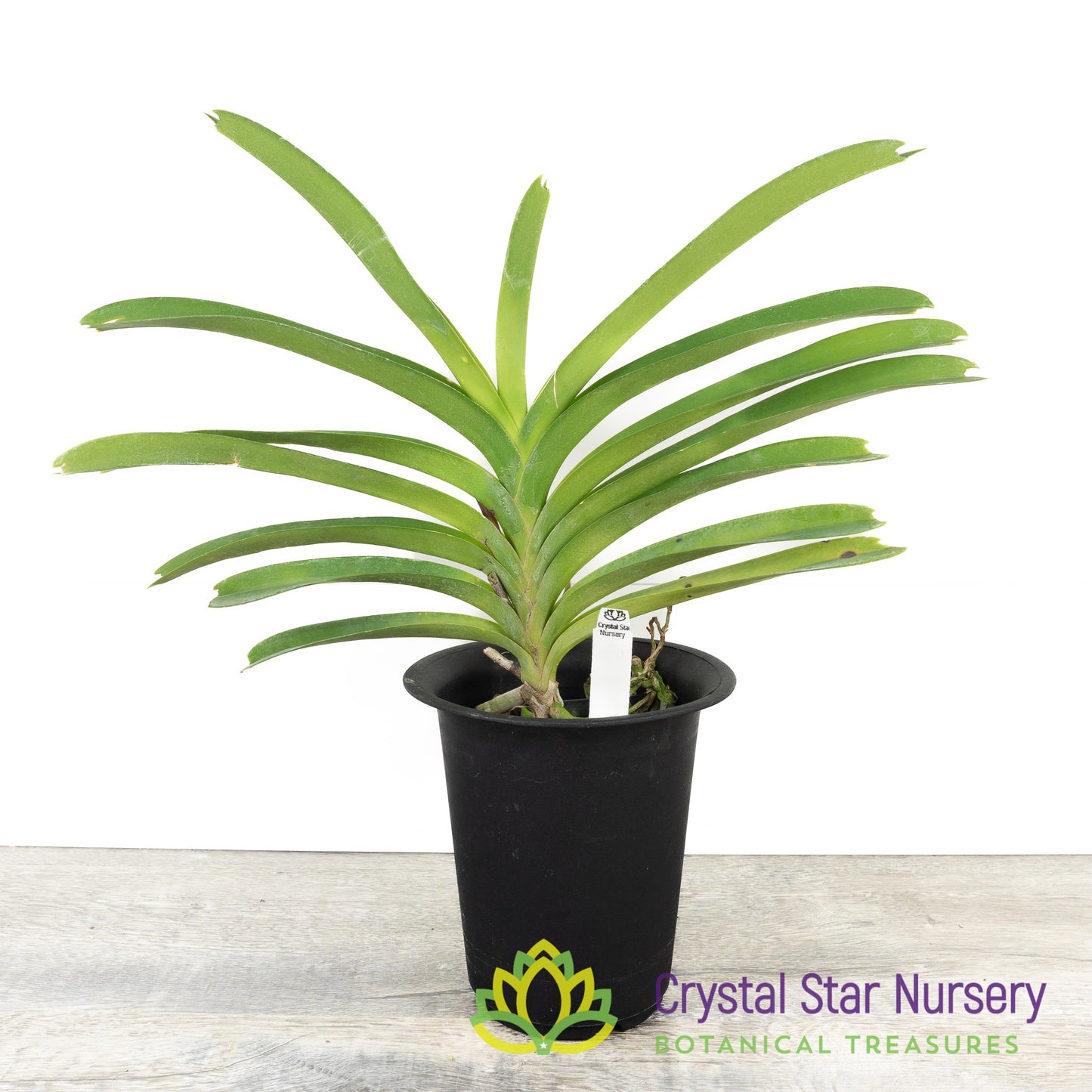 Vanda Rothschildiana 'Blue' (Roth Sag)