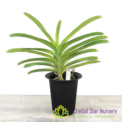 Vanda Rothschildiana 'Blue' (Roth Sag)