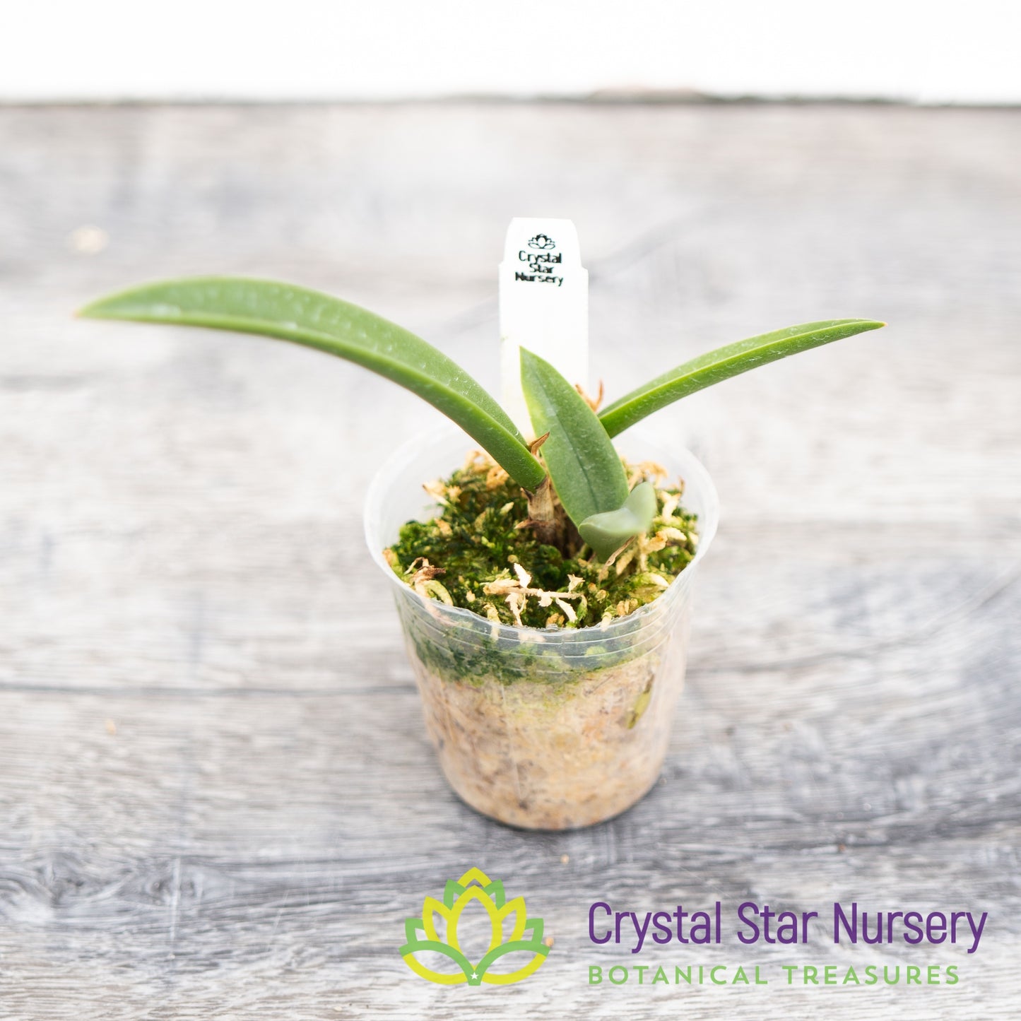 Brassocattleya Gulfshore's Beauty (M464)