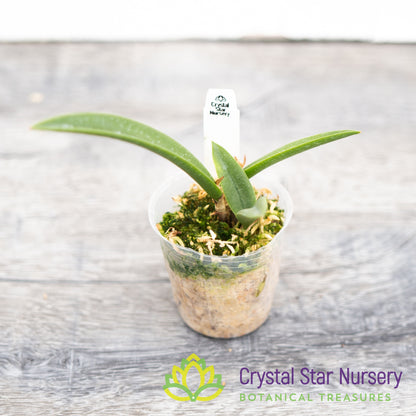Brassocattleya Gulfshore's Beauty (M464)