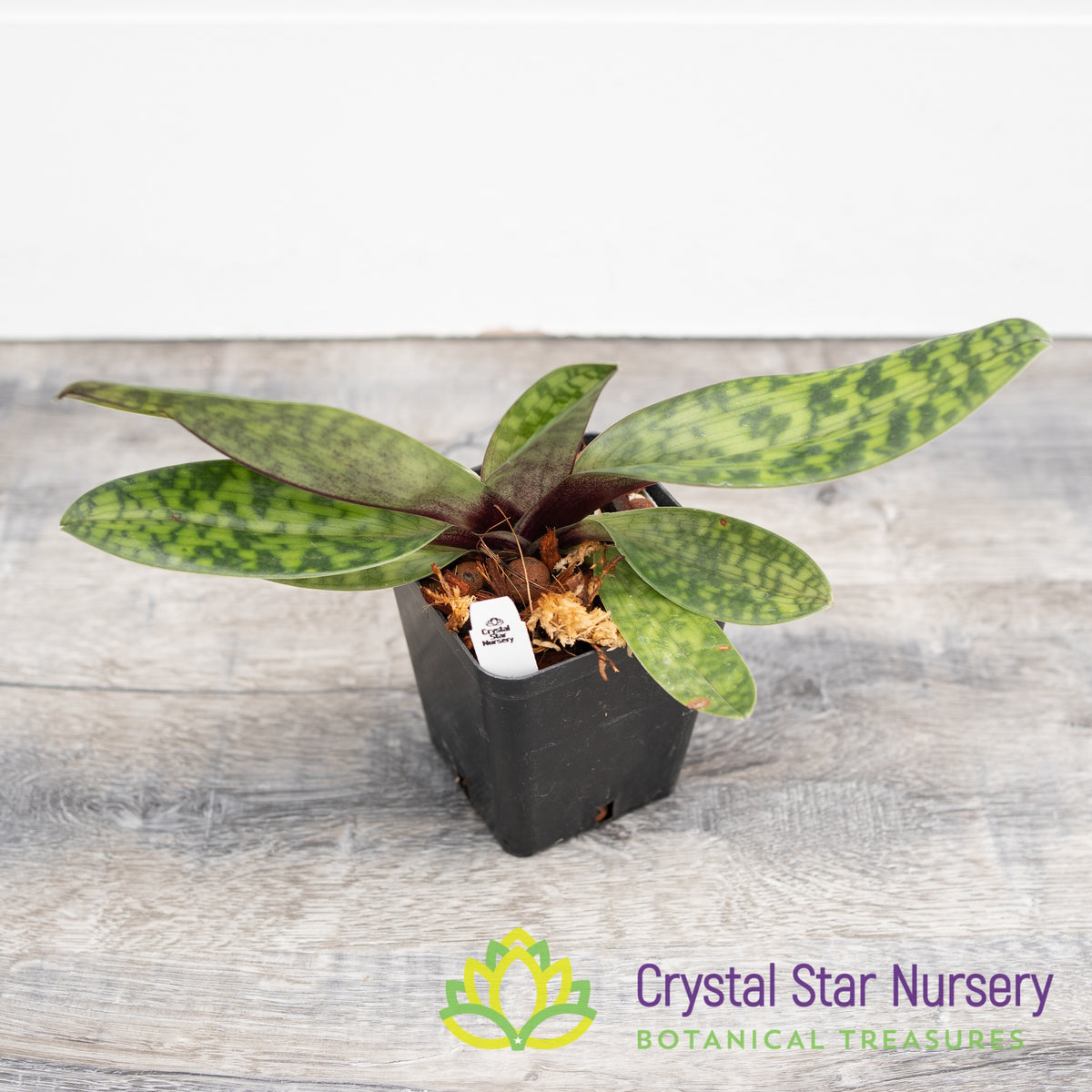 Paphiopedilum Shin Yi Heart x Hung Sheng Dream (#1)