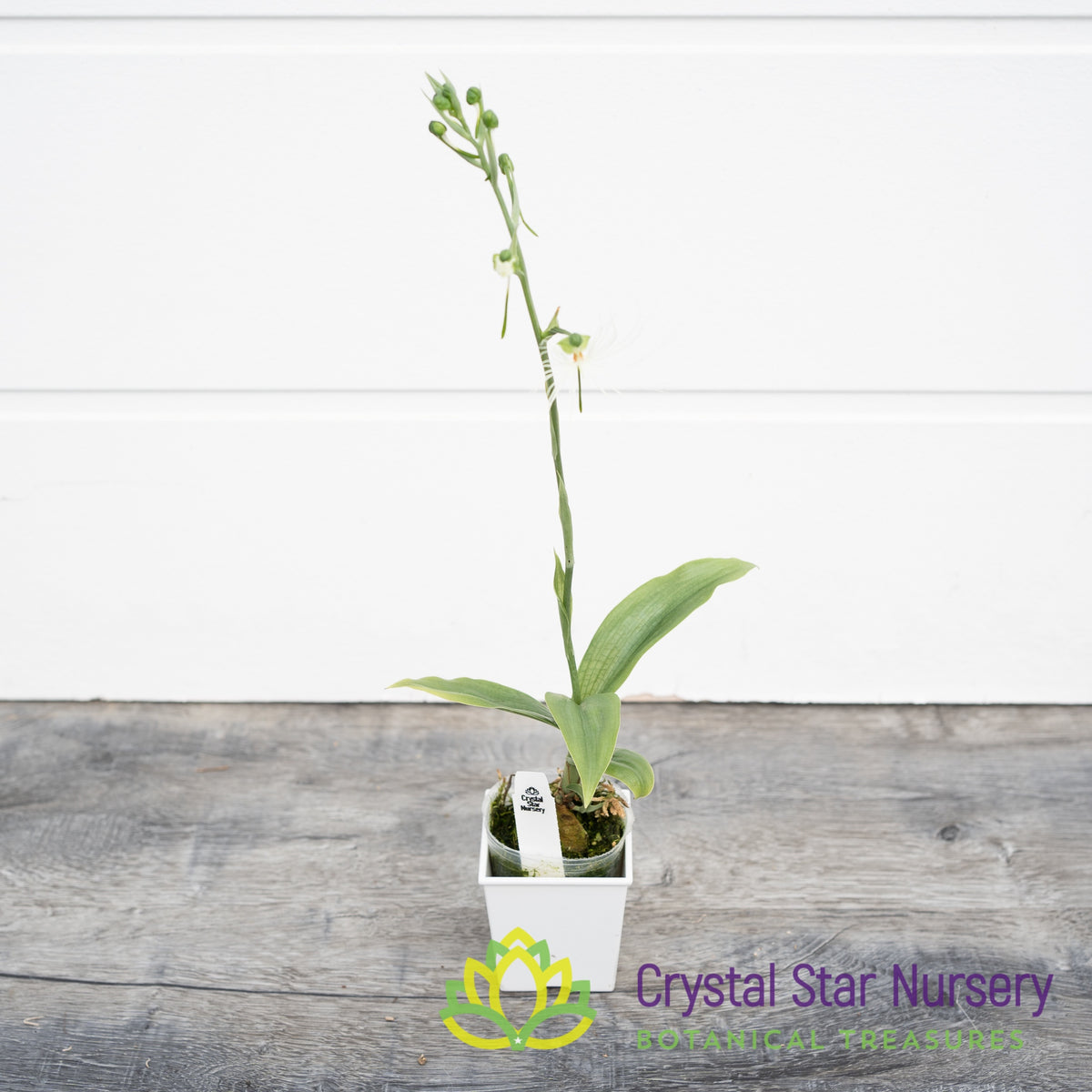 Habenaria Medusa