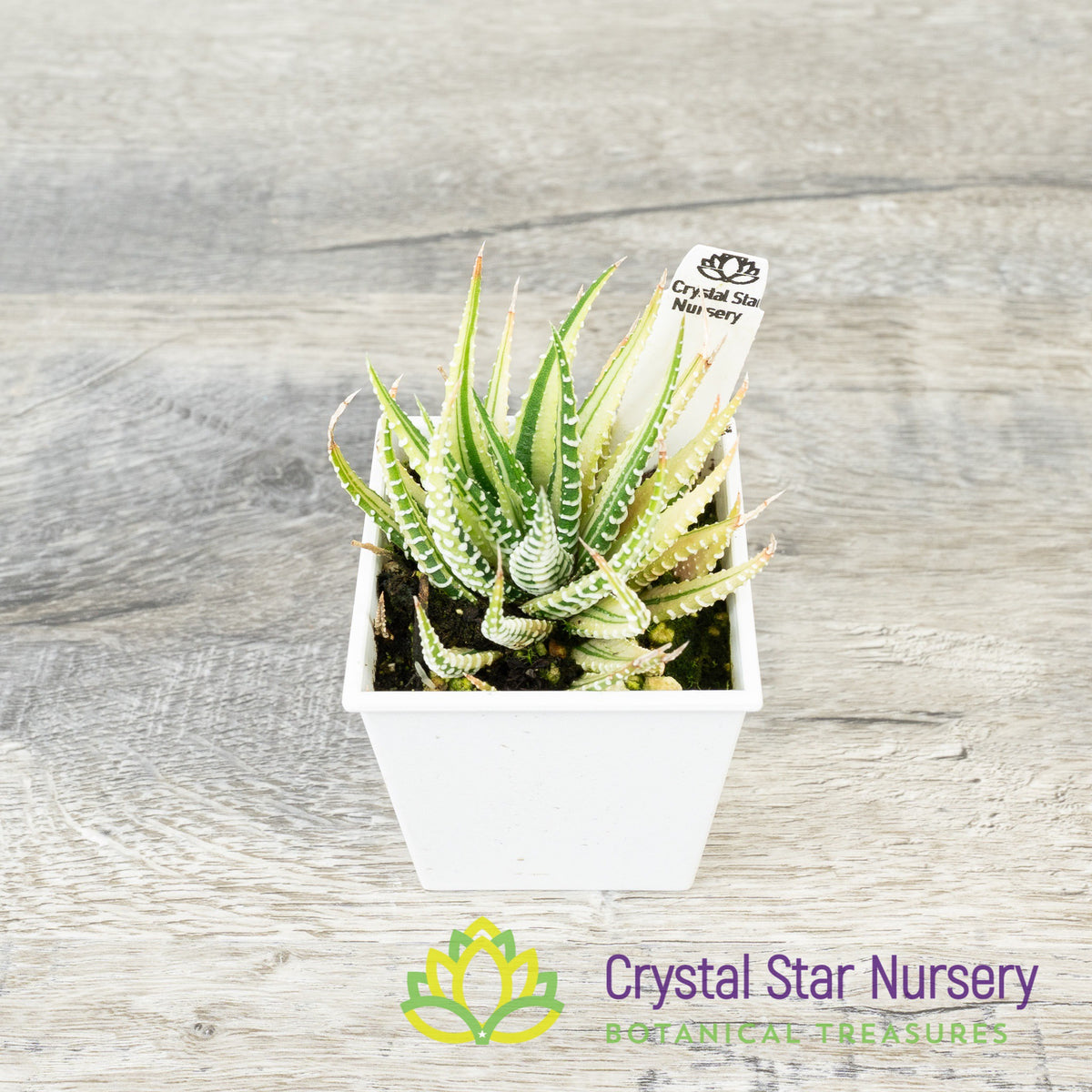 Haworthia Fasciata Variegated