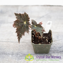 Begonia 'Black Velvet'