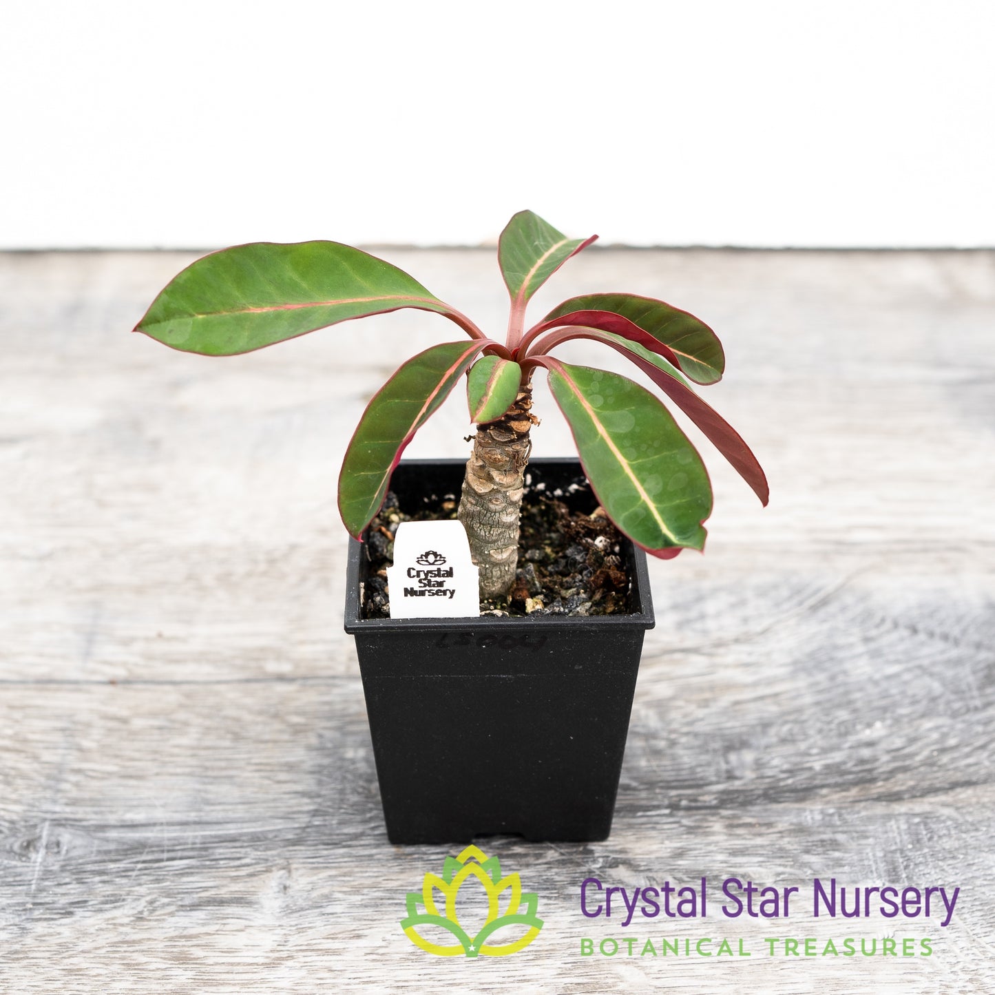 Euphorbia millotii