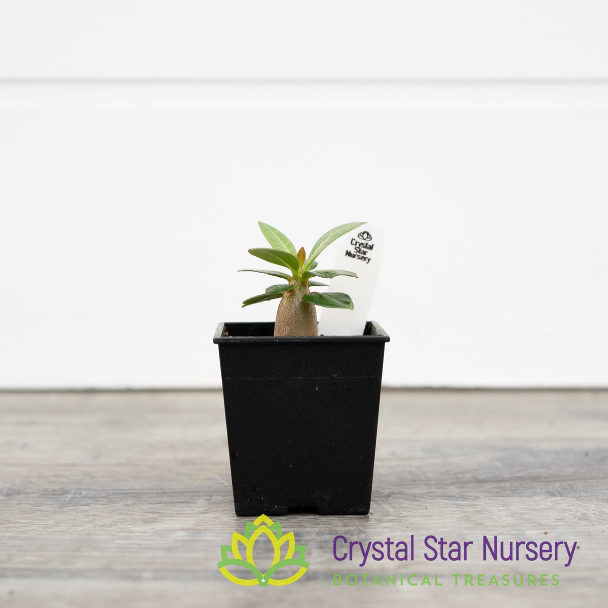 Adenium Arabicum Nomsod