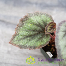 Begonia rex 'Purple Haze'