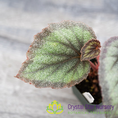 Begonia rex 'Purple Haze'