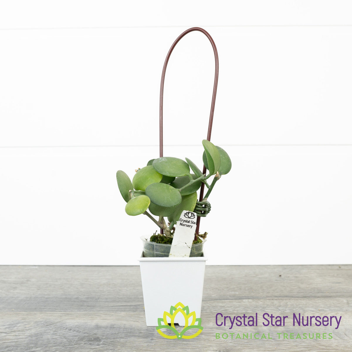 Xerosicyos Danguyi Silver Dollar Vine &#39;Penny Plant&#39;