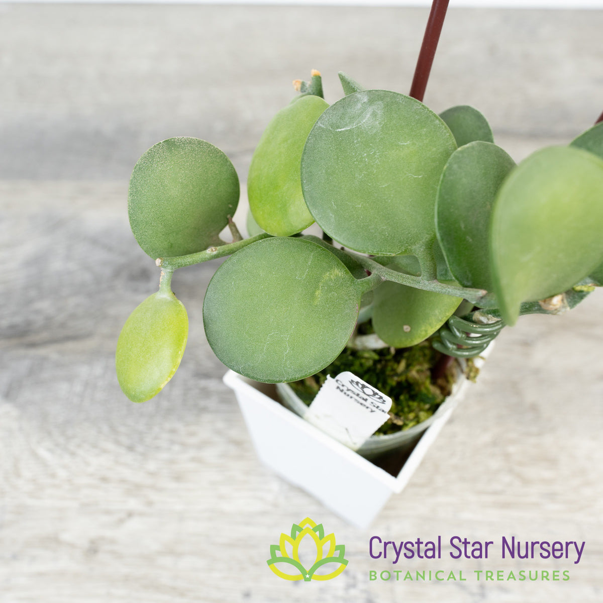 Xerosicyos Danguyi Silver Dollar Vine &#39;Penny Plant&#39;