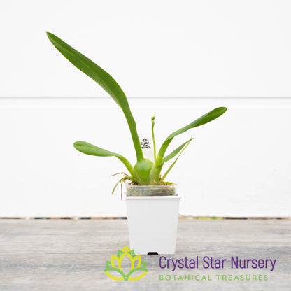 Burrageara Sunkissed ’Butter Cup’ (H978)