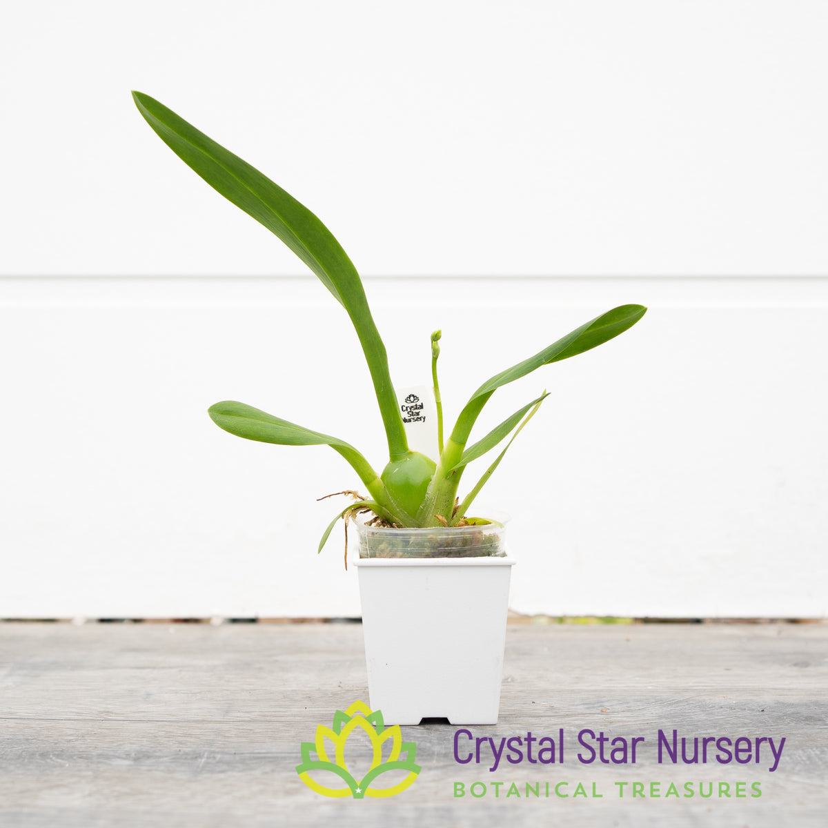 Burrageara Sunkissed ’Butter Cup’ (H978)