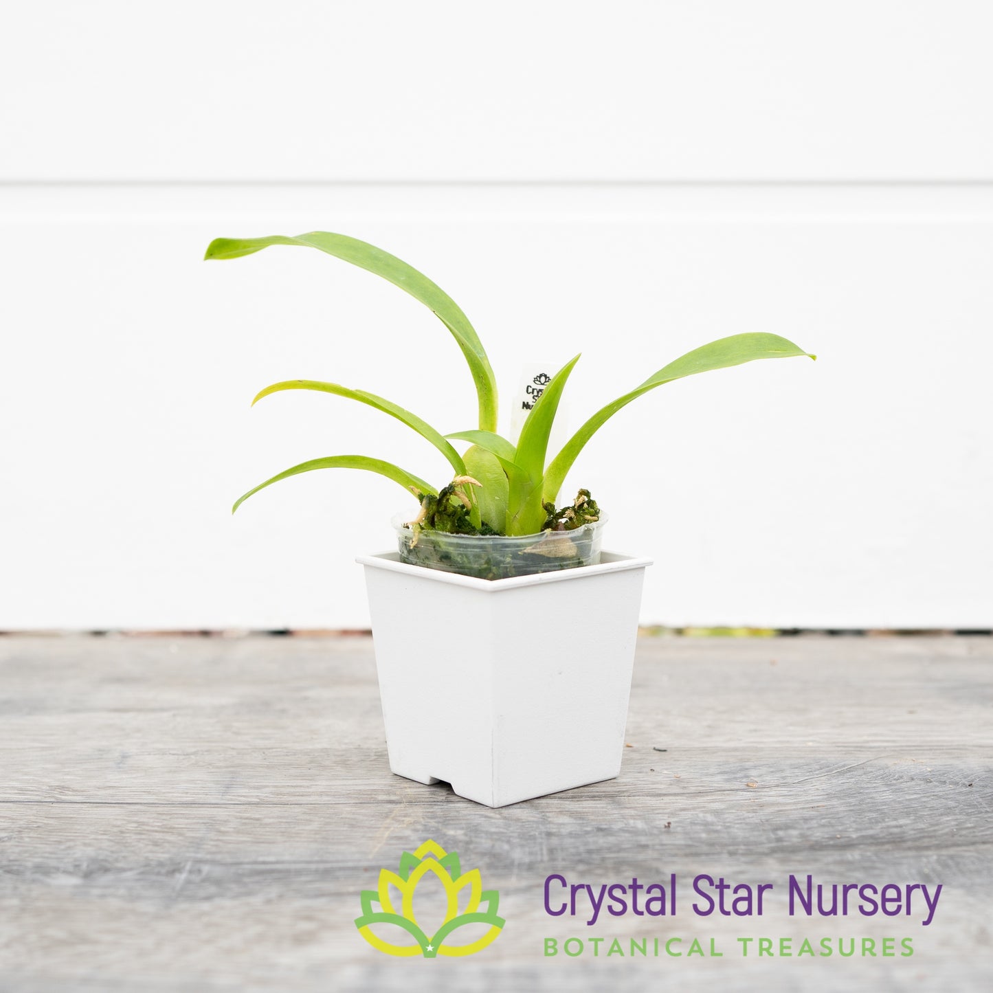 Oncidium Speckle Spire ‘Snowflake’ (H969)