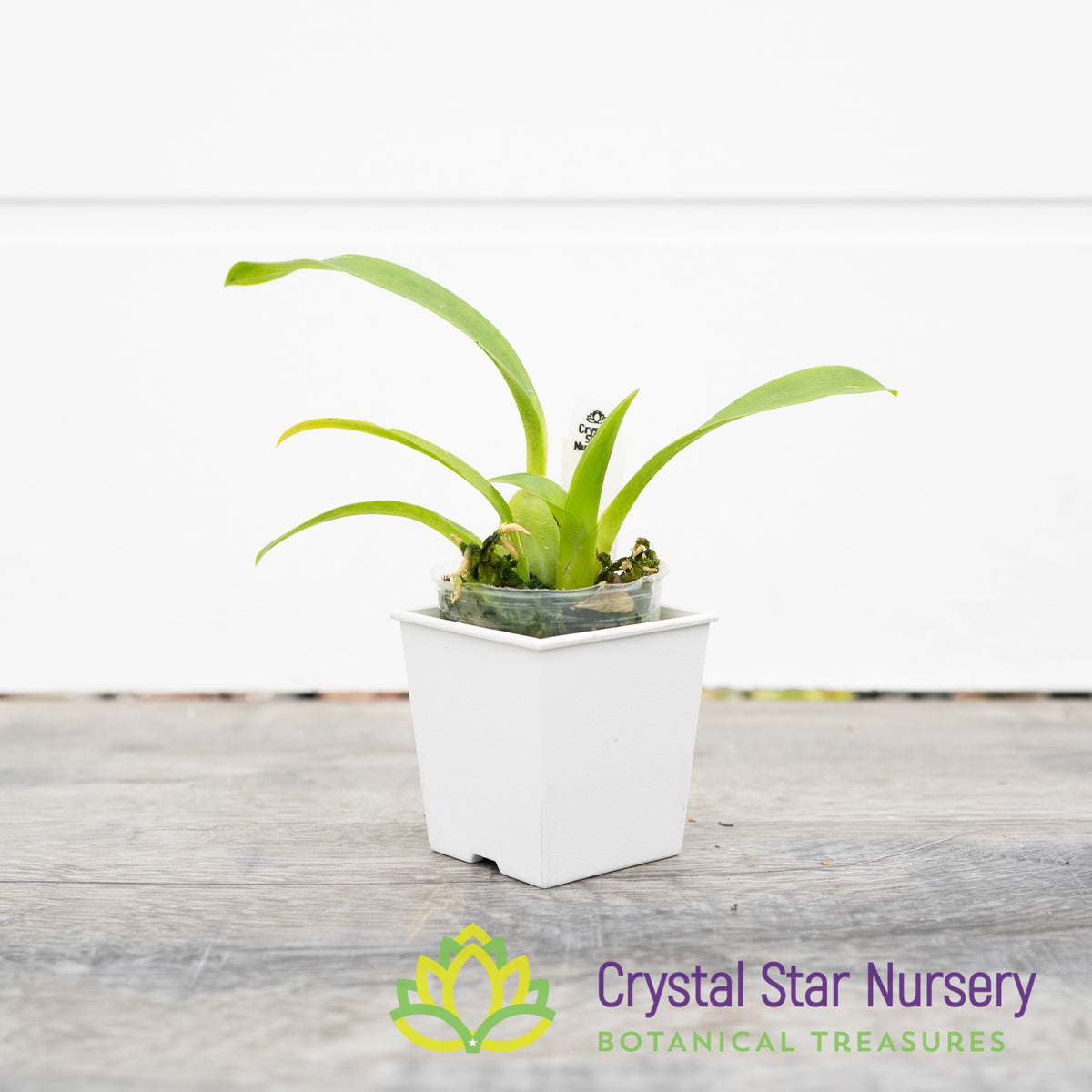 Oncidium Speckle Spire ‘Snowflake’ (H969)