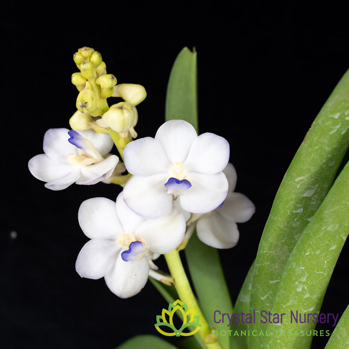Vandachostylis Viboon Velvet (#4)
