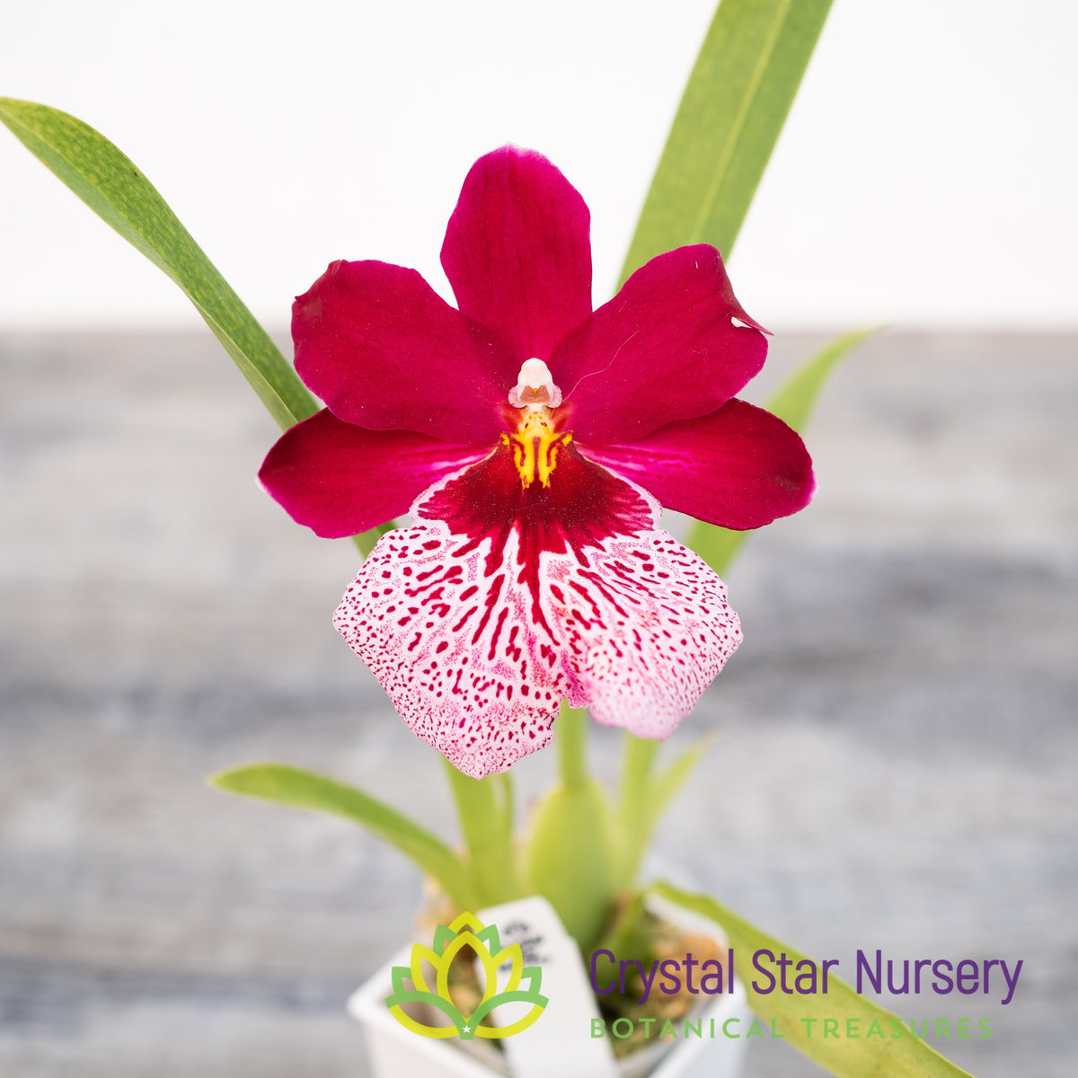 Oncidopsis Onolicious ‘Vivid’ (H971)