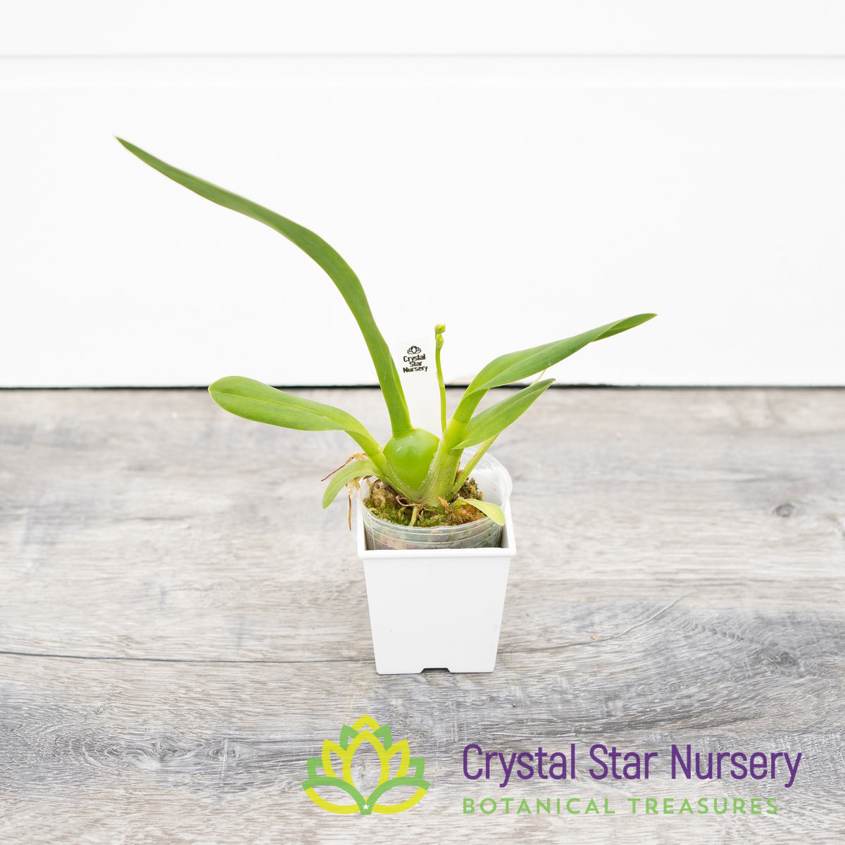 Burrageara Sunkissed ’Butter Cup’ (H978)