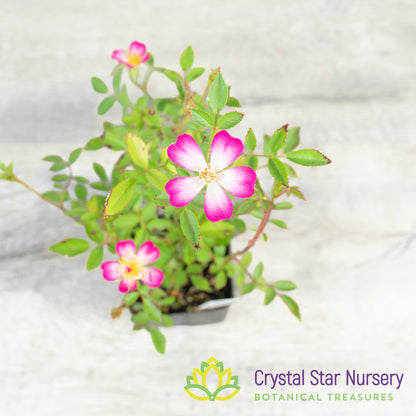 Yakushima Hime Rose