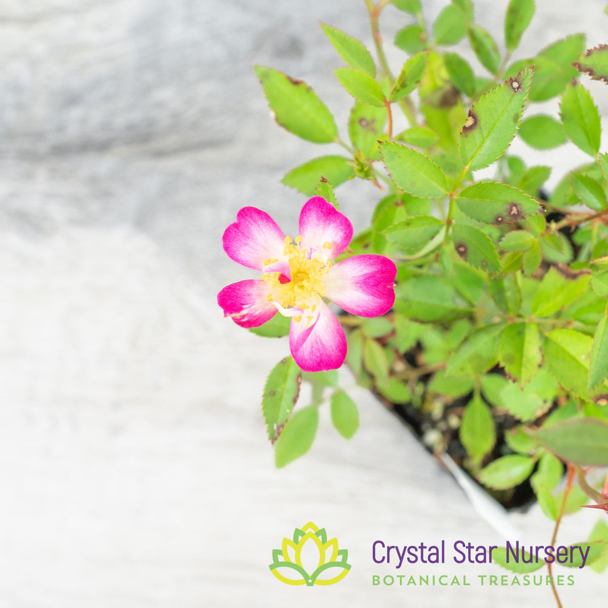 Yakushima Hime Rose