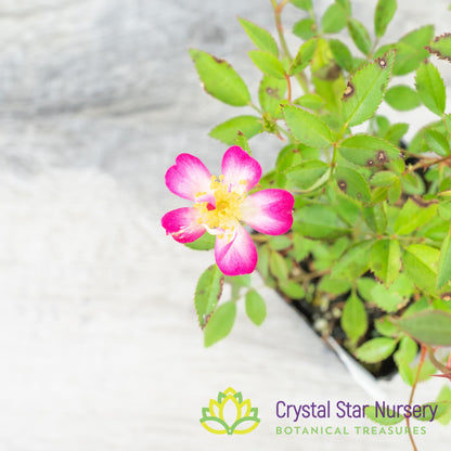 Yakushima Hime Rose