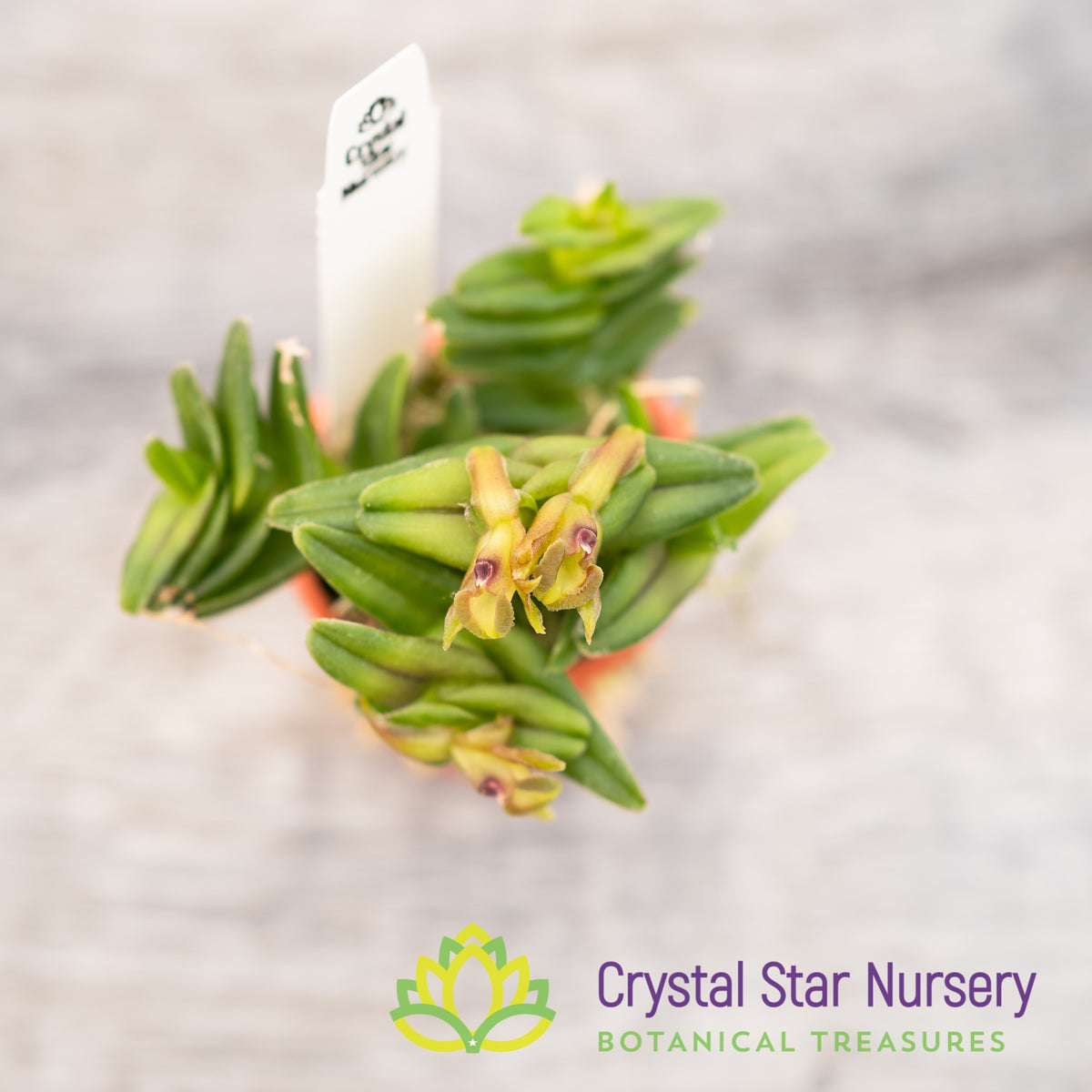 Epidendrum Schlechterianum (GH-4)