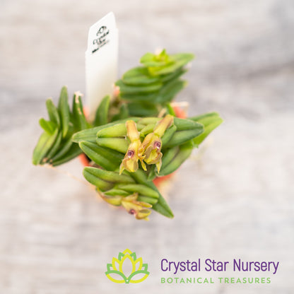 Epidendrum Schlechterianum (GH-4)