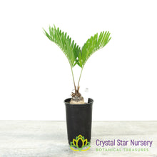 Zamia Integrifolia