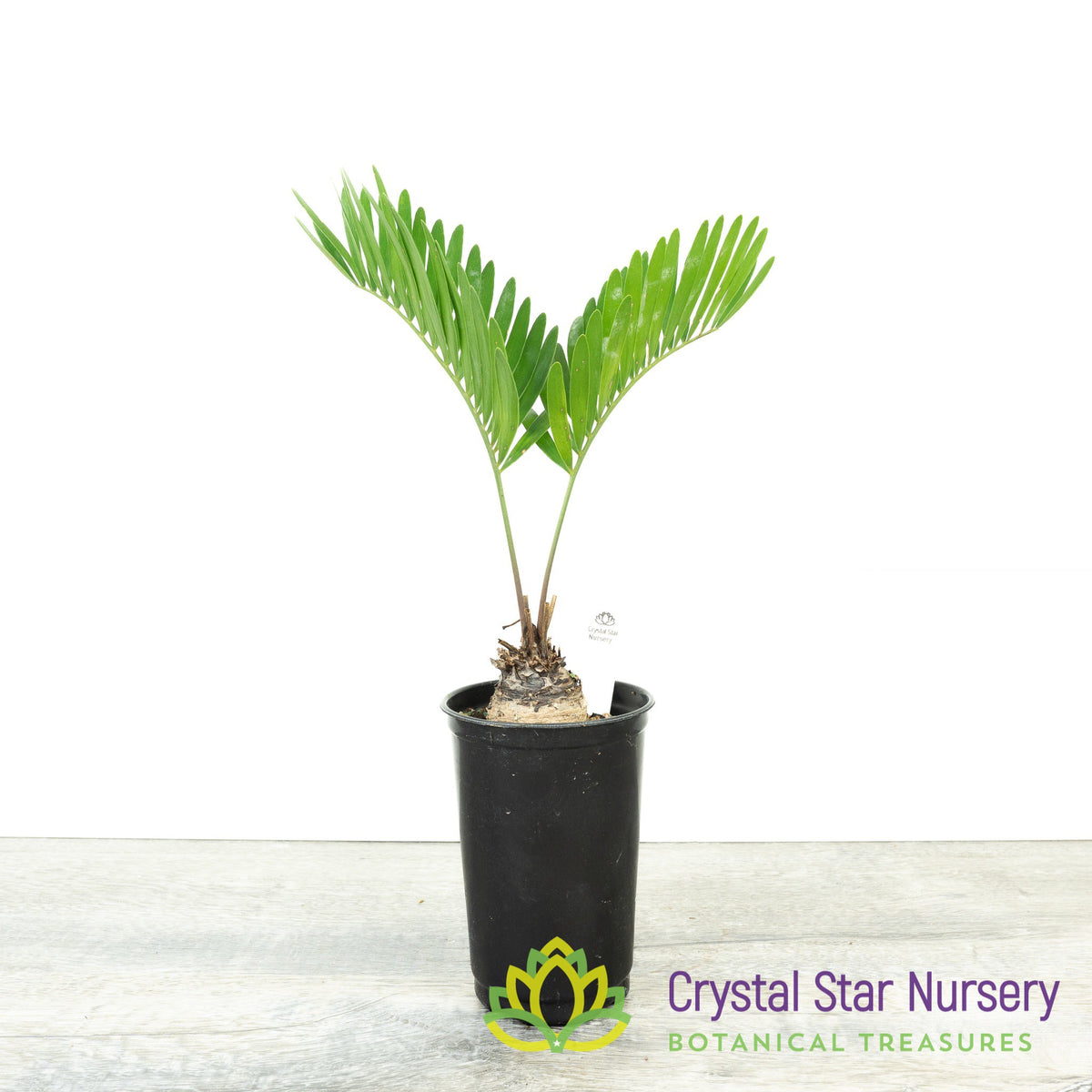 Zamia Integrifolia