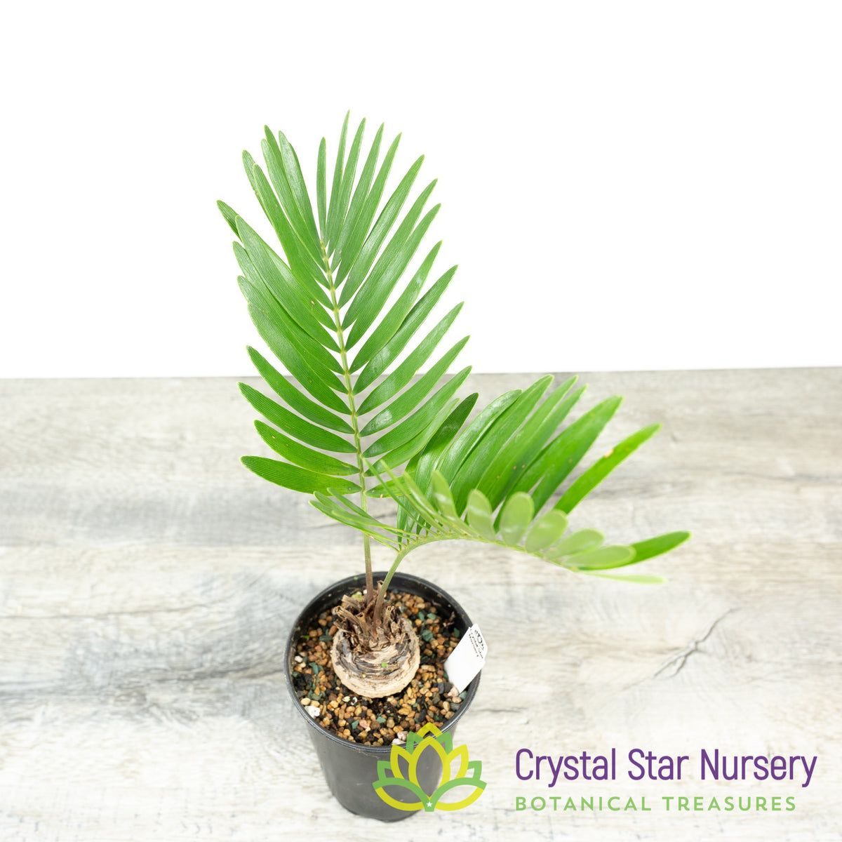 Zamia Integrifolia